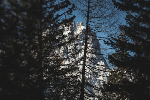 View of a Rocky Mountain from behind Coniferous Trees