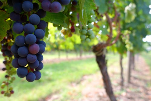 Kostnadsfri bild av grappe, vigne