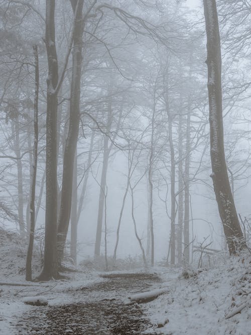 Fotobanka s bezplatnými fotkami na tému chladný, hmla, mráz