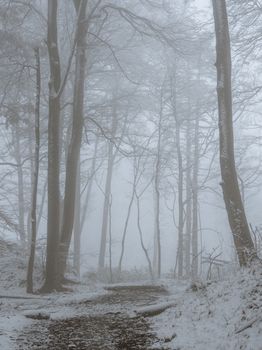 Ethereal winter forest scene with snow and fog enveloping trees and a winding path.