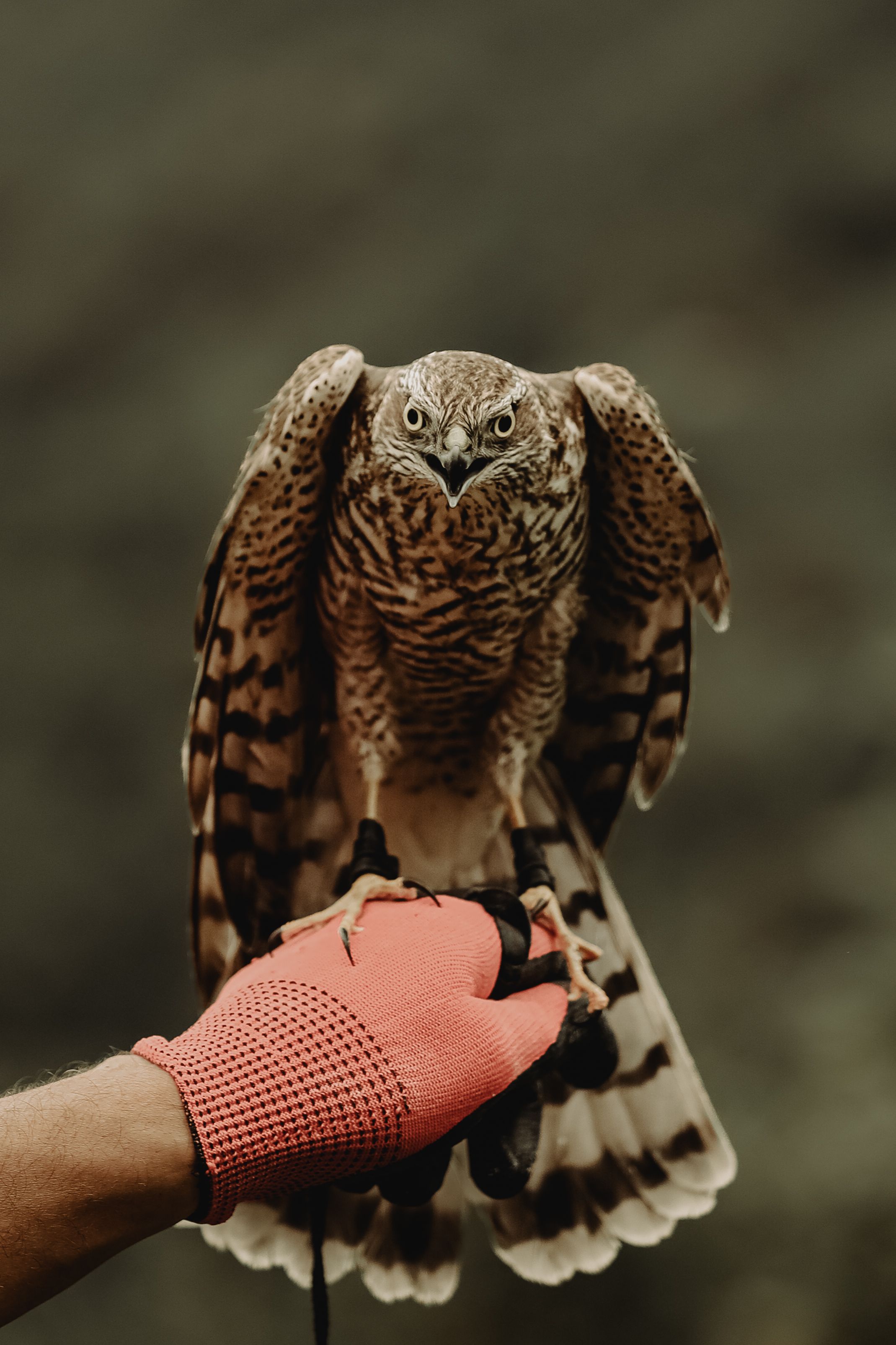Foto de stock gratuita sobre @al aire libre, amante de los halcones ...