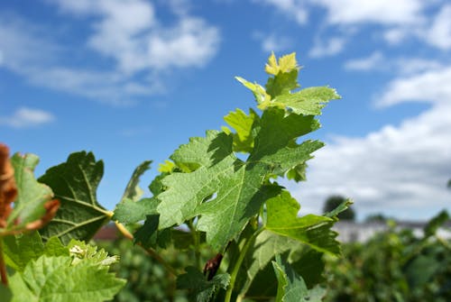 Gratis stockfoto met feuille de vigne, vignoble