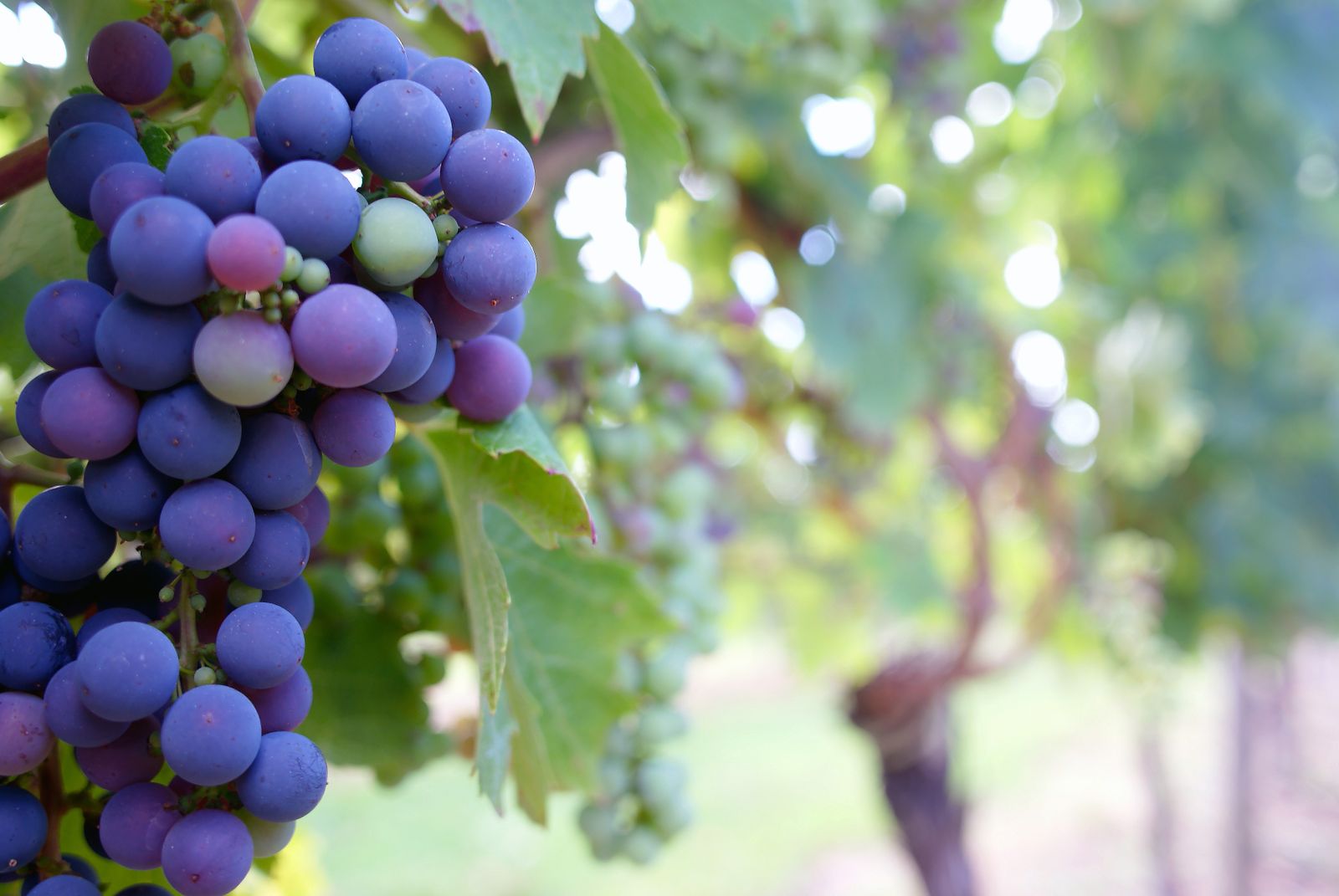 Close-up of a ripe cluster of purple wine grapes hanging on the vine