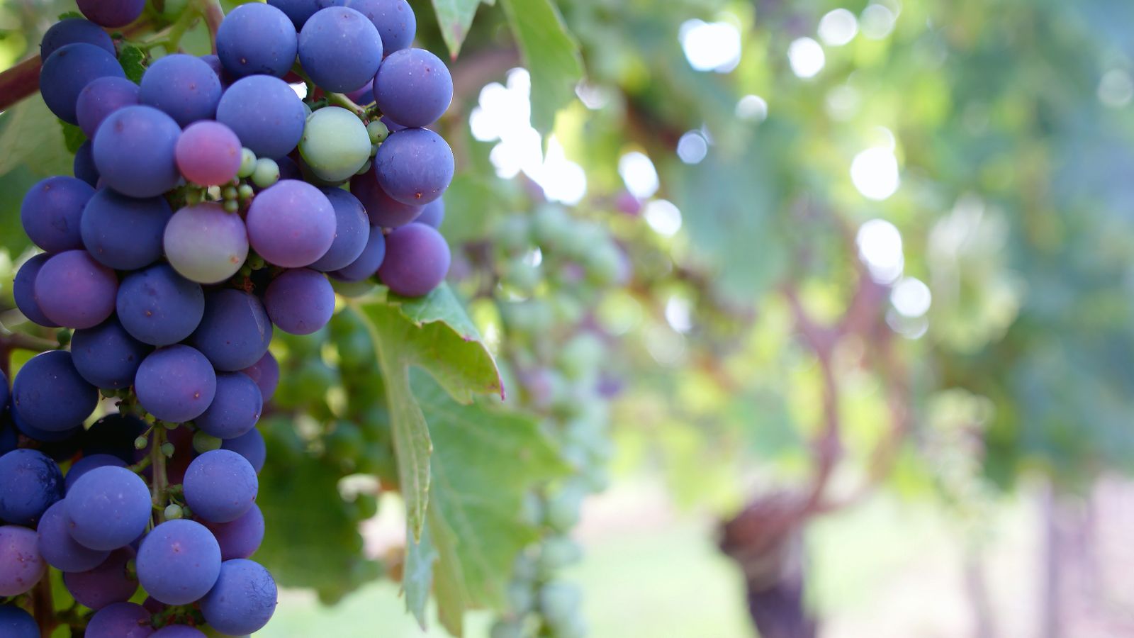 A bunch of ripe grapes hanging from a vine, a fruit that is toxic to dogs with no known safe amount