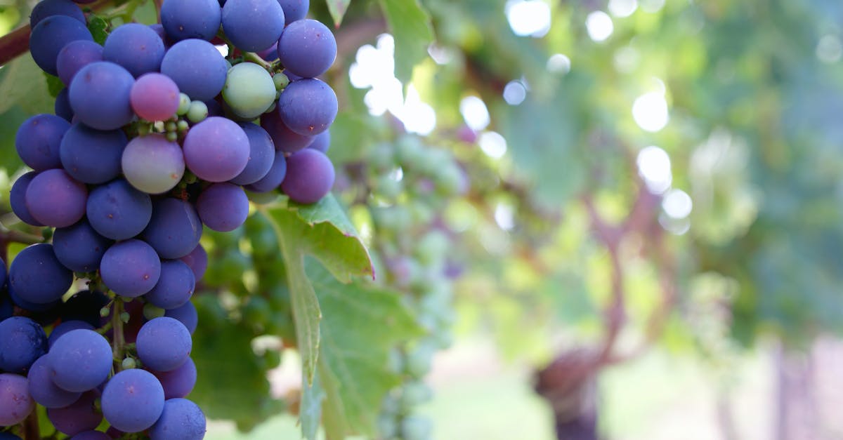 Close Up Photo of Grape Fruit