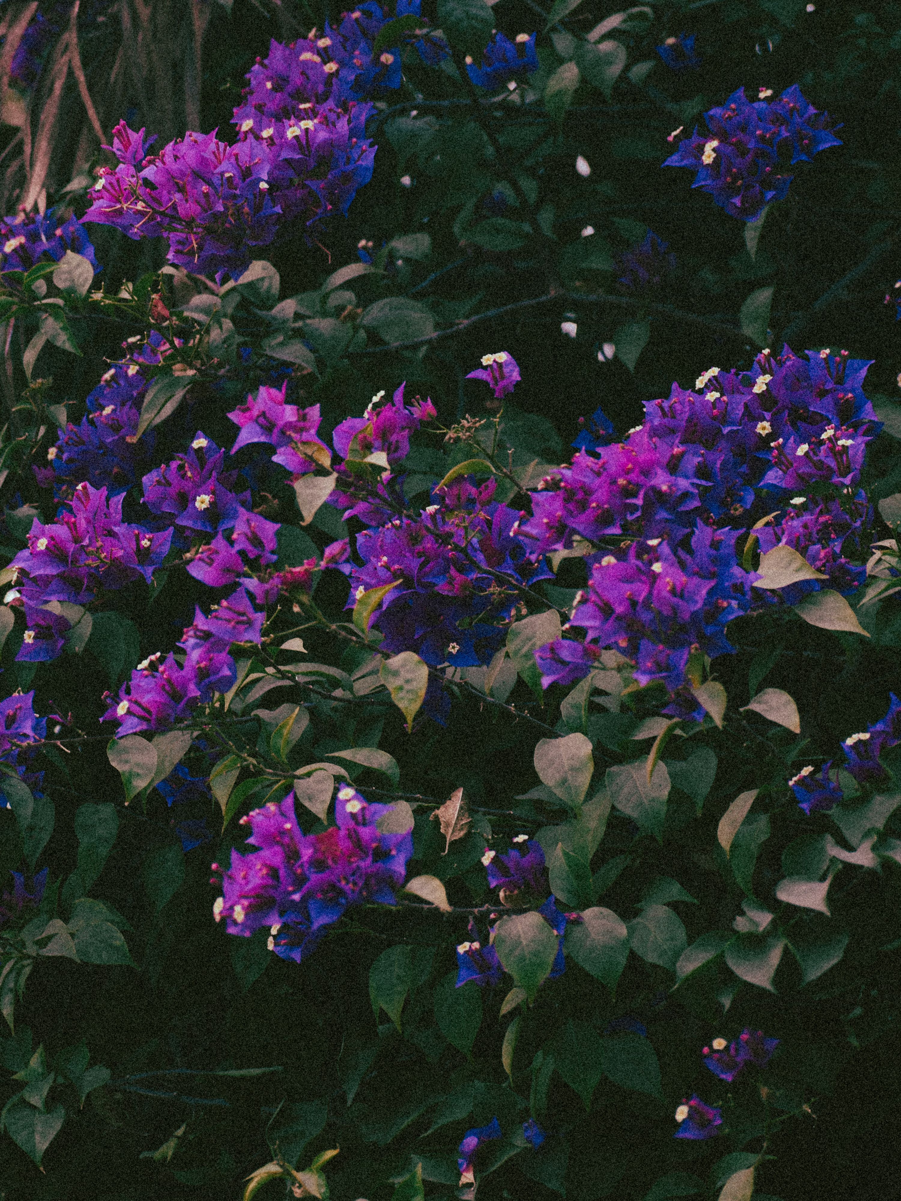 Lesser Bougainvillea Flowers  Free Stock Photo