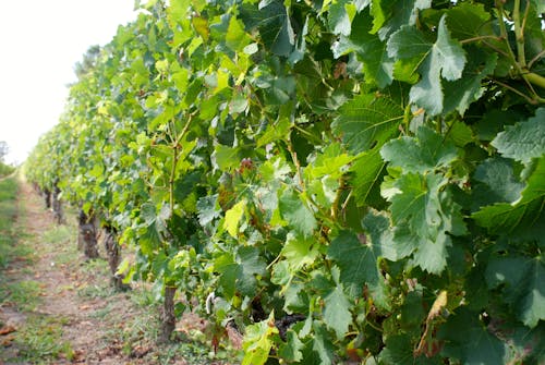 Gratis stockfoto met belde de vignes, rozijn, vigne