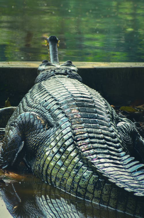 Foto profissional grátis de ameaça, corpo d'água, Crocodilo