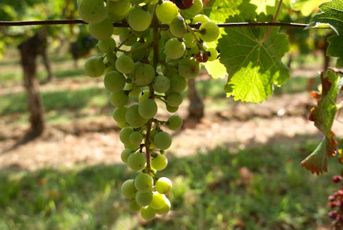 Gratis lagerfoto af rosiner, vigne