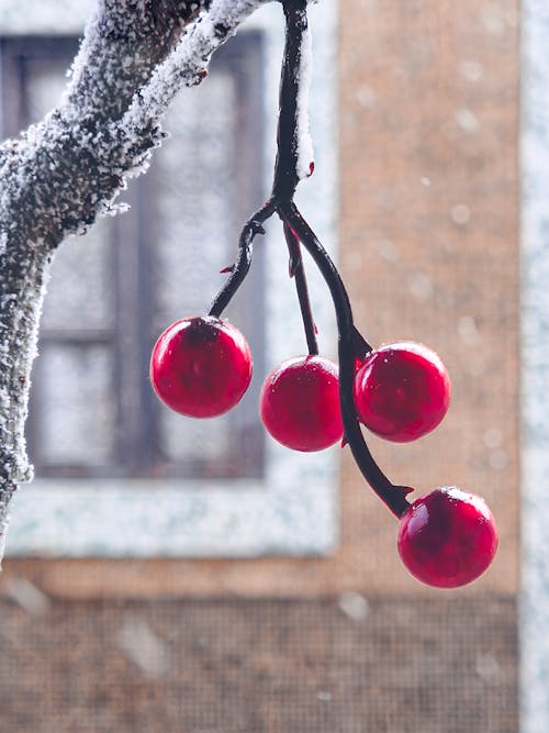 Close-up of rose hip branches with red berries covered in snow with a window of a traditional Portuguese house blurred in the background
