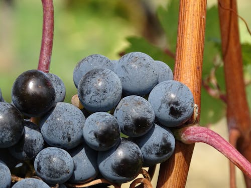 白天成熟的葡萄