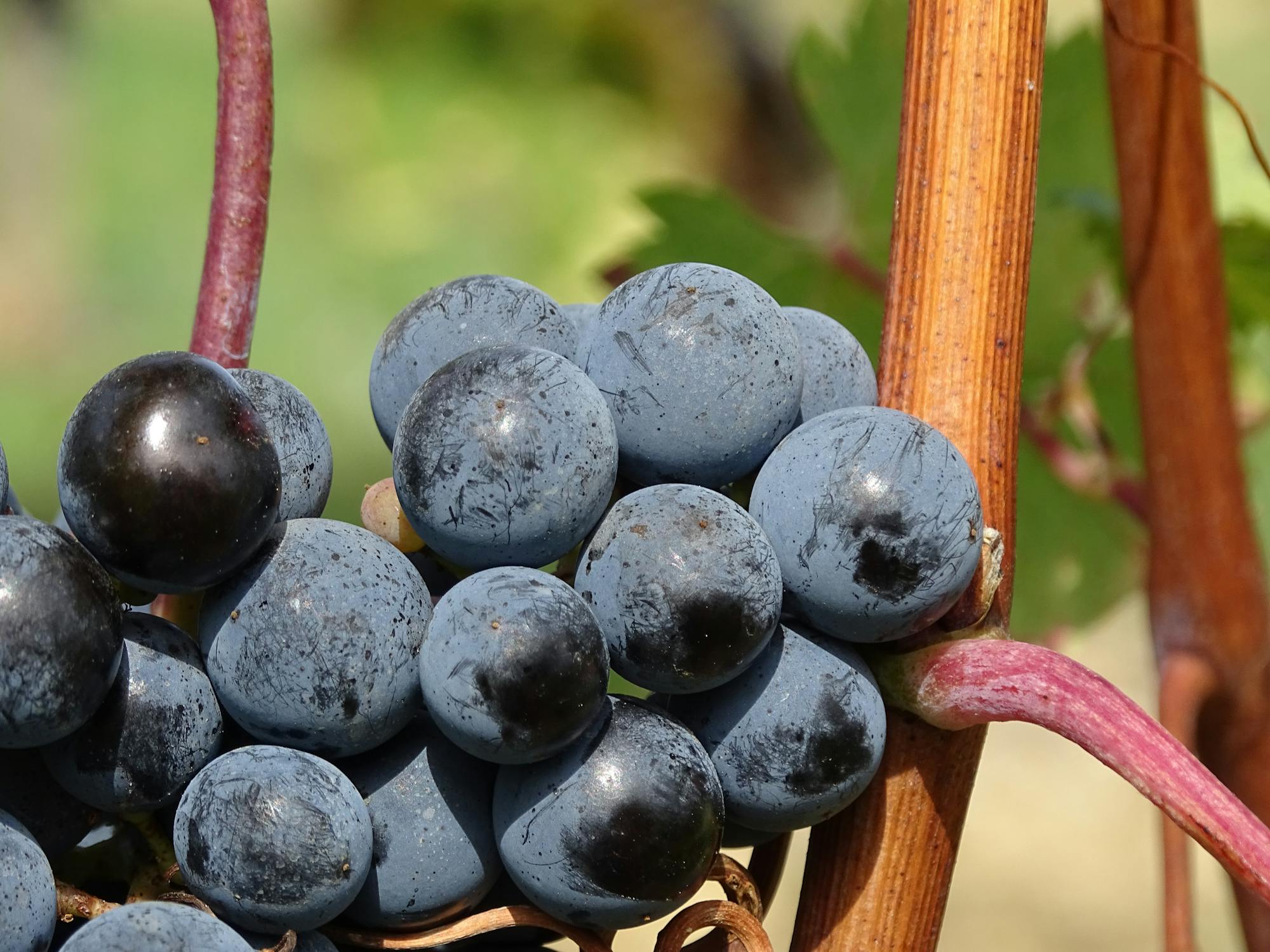 Ripe Grapes during Daytime · Free Stock Photo