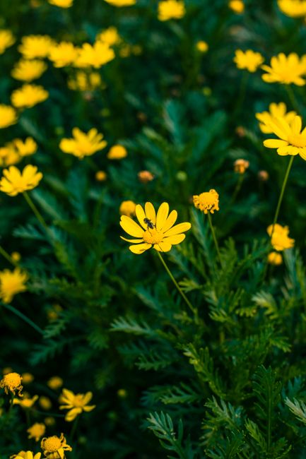 Close-up of vibrant yellow daisies with an insect, set against lush green leaves under bright sunlight.