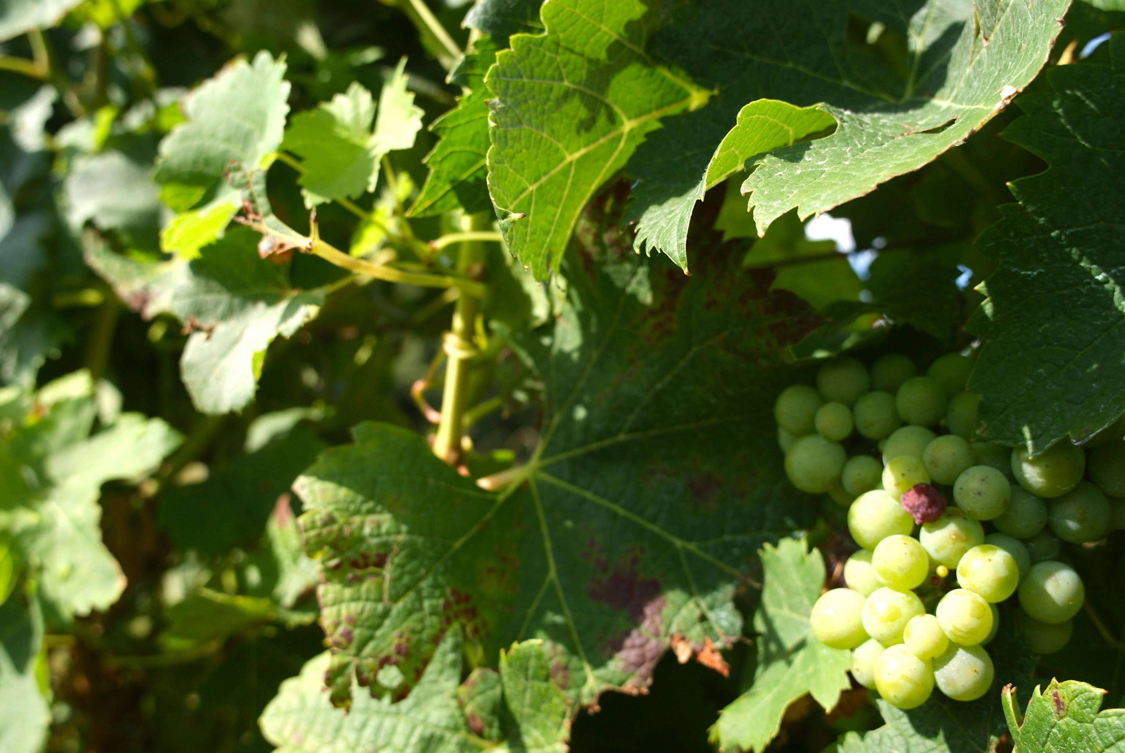 Free stock photo of raisin, vigne