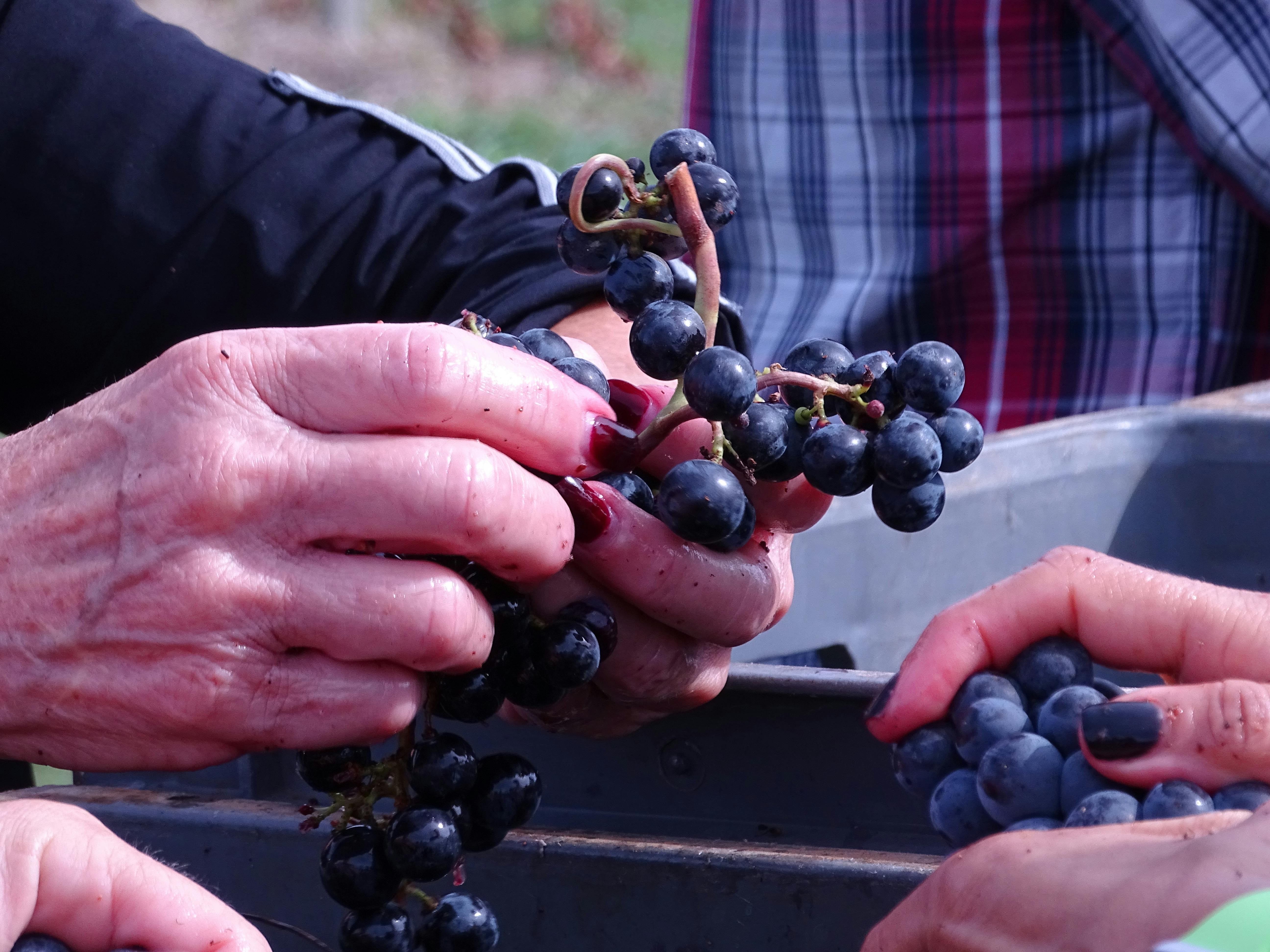 Kostenloses Foto zum Thema rang de vignes, rosine, vigne