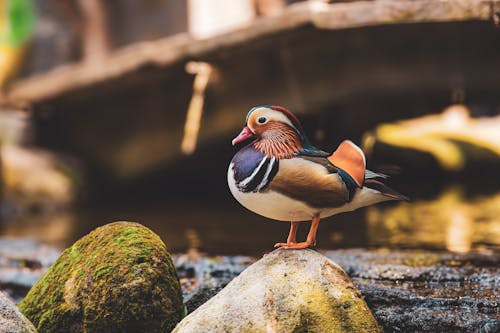 Close-up of a Male Mandarin Duck Sitting on a Rock by the Water 