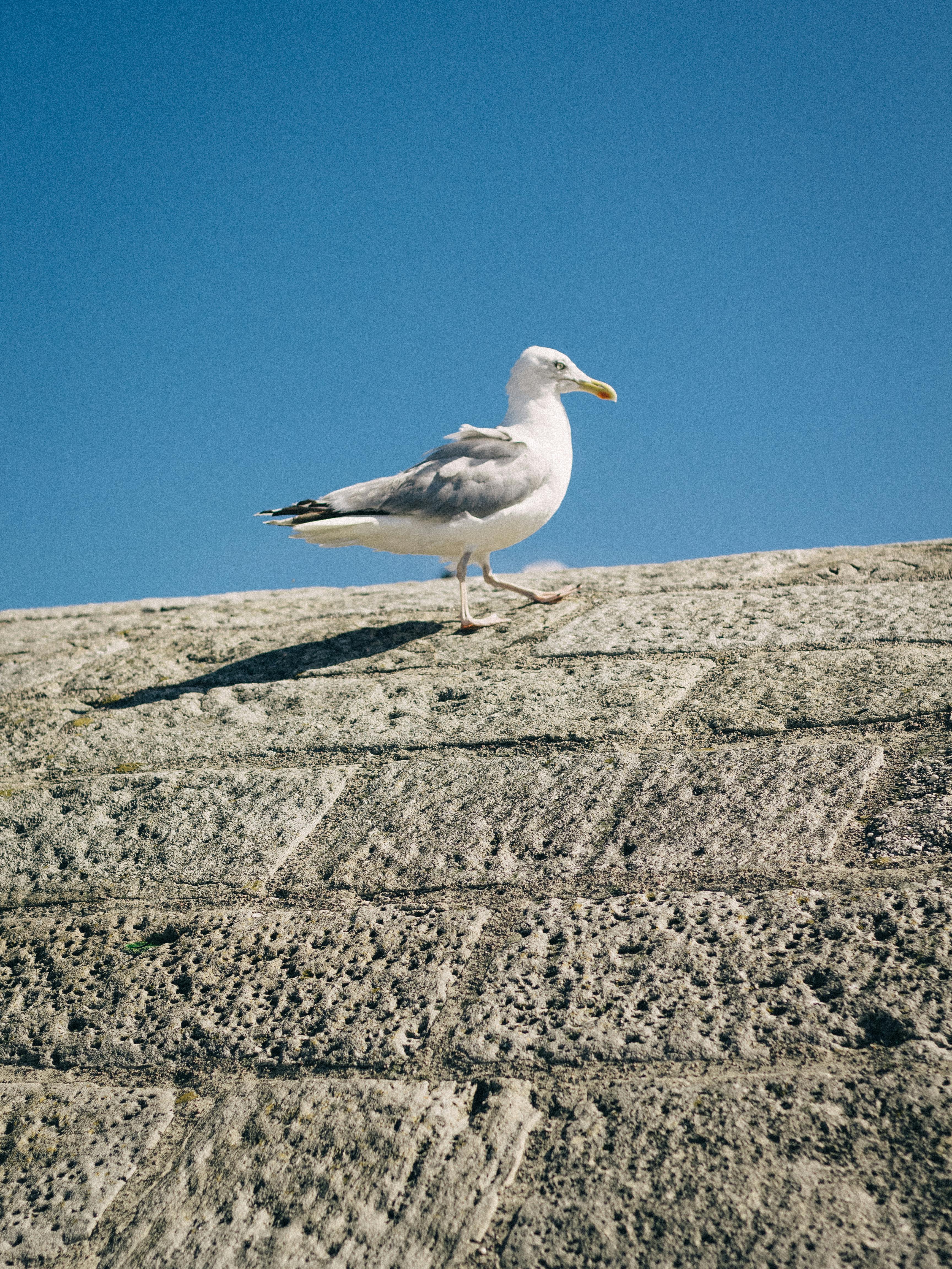 A lone seagull perched on a textured stone wall with a bright blue sky as the backdrop.