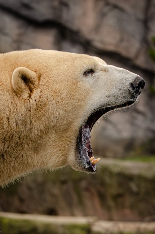 Gratis lagerfoto af åben mund, bjørn, dyrefotografering
