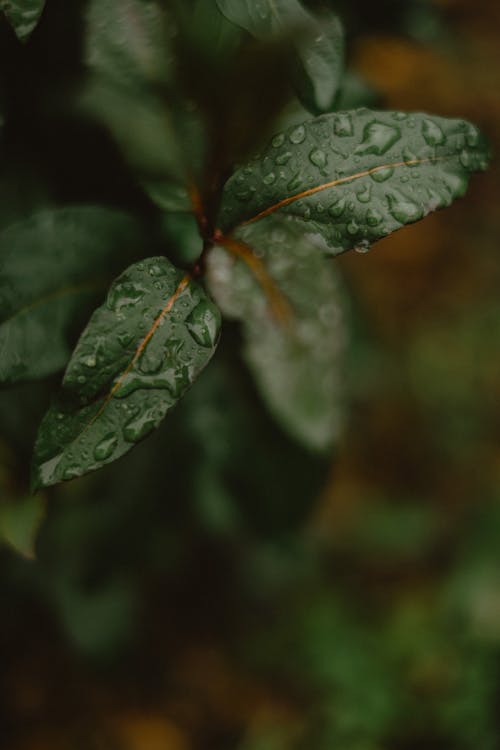 Close-up of Raindrops on Green Leaves Surface 