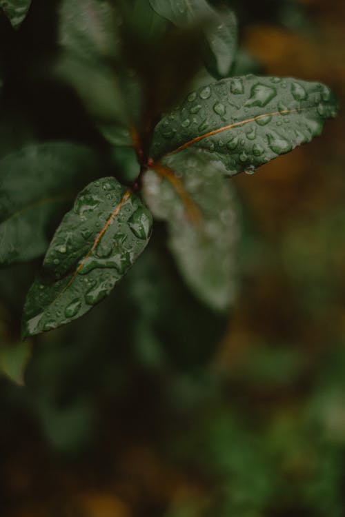 Foto profissional grátis de aumento, chuva, fechar-se