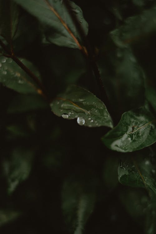 Close-up of Water Droplets on Dark Green Leaves 