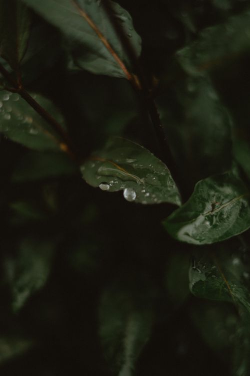 Free Macro shot of dark green leaves with raindrops, emphasizing natural beauty. Stock Photo
