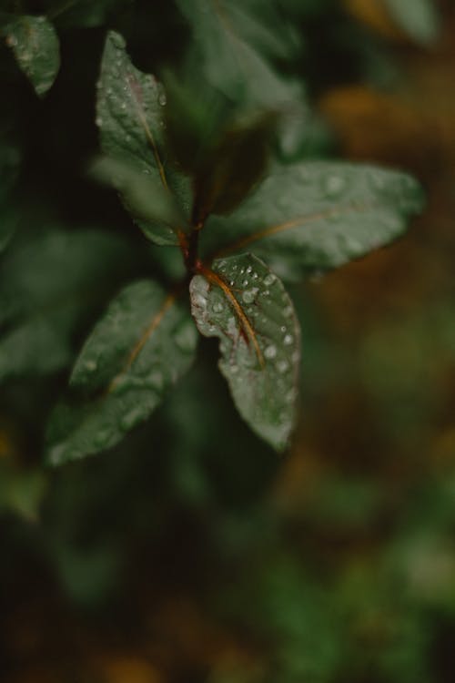 Water Droplets Covering Green Leaves