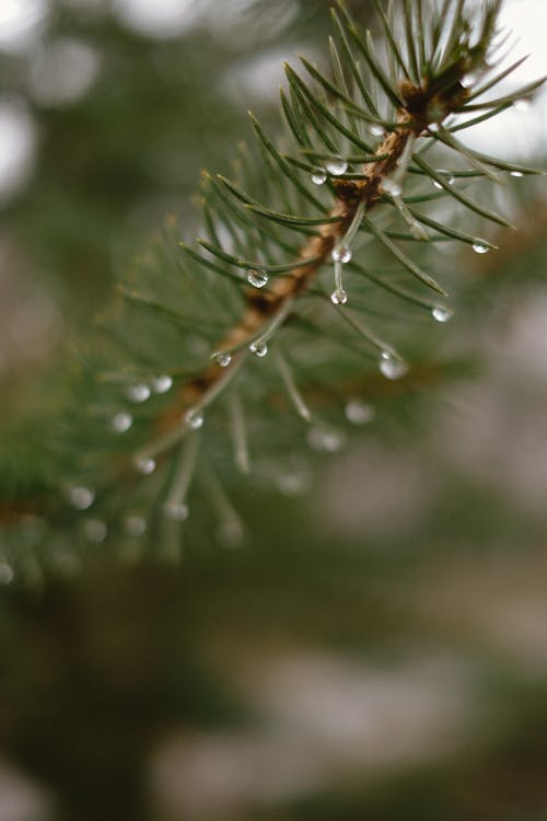 Close-up of a Pine Tree