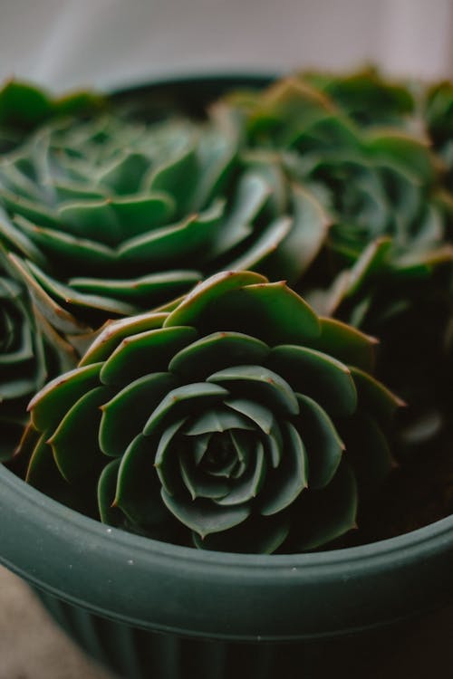 Close-up of Echeveria Succulent in a Pot