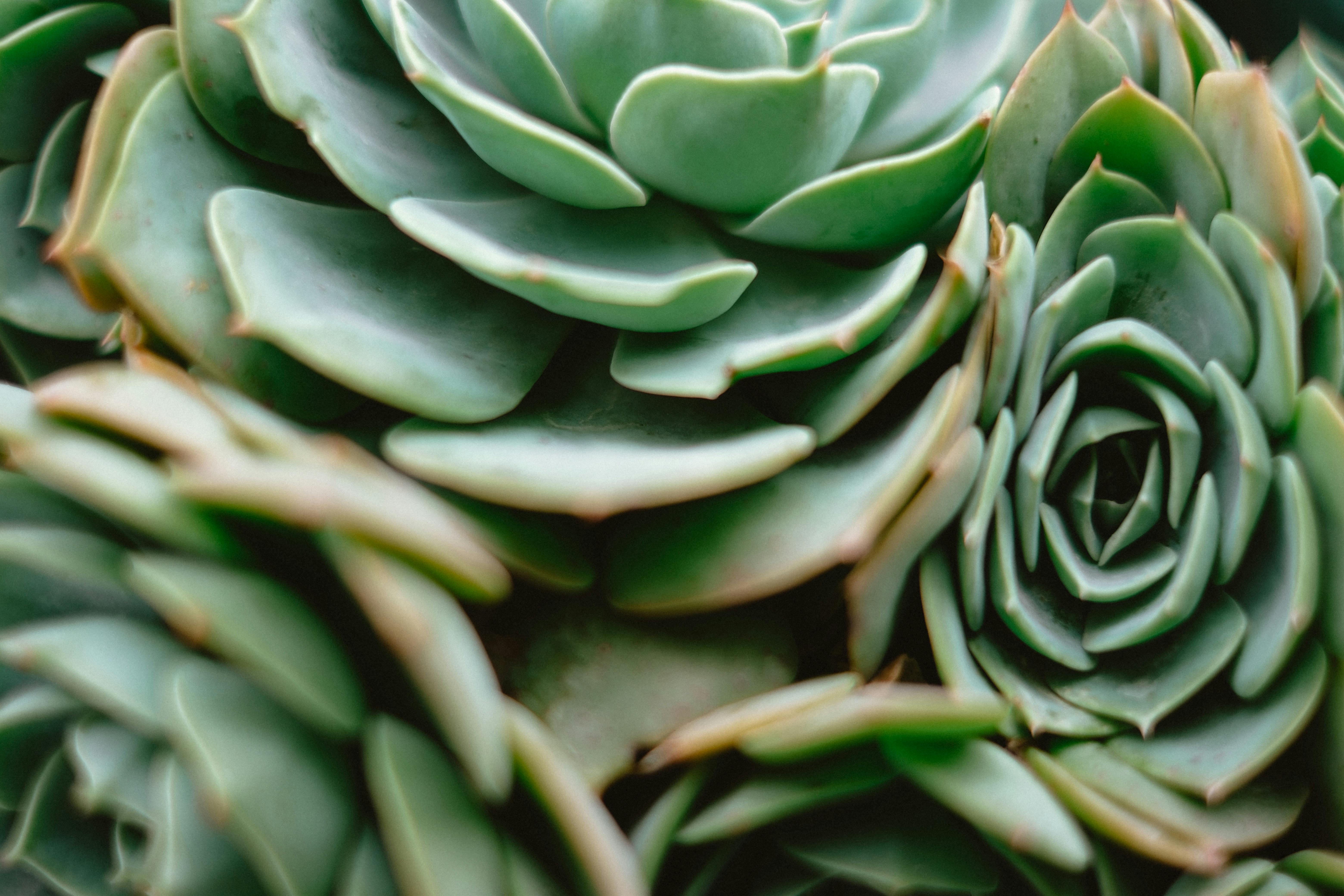 Focused shot showcasing the intricate patterns of Echeveria's green leaves.