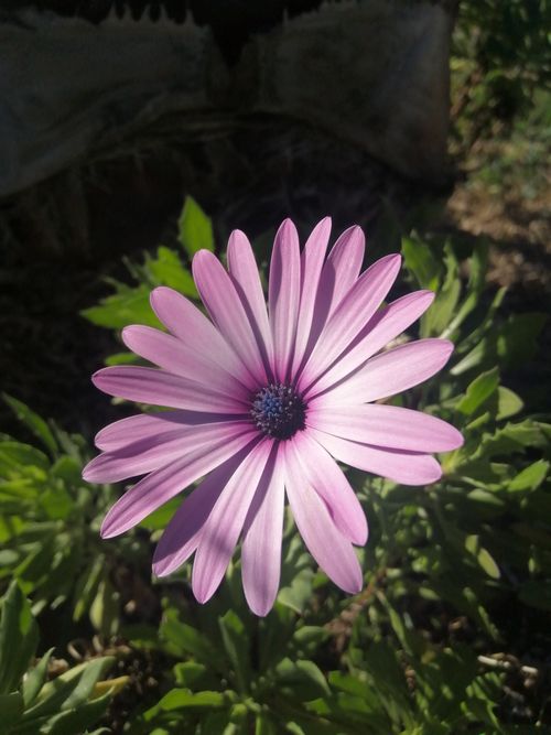 Free Detailed close-up of a purple African daisy with lush green leaves in sunlight. Stock Photo