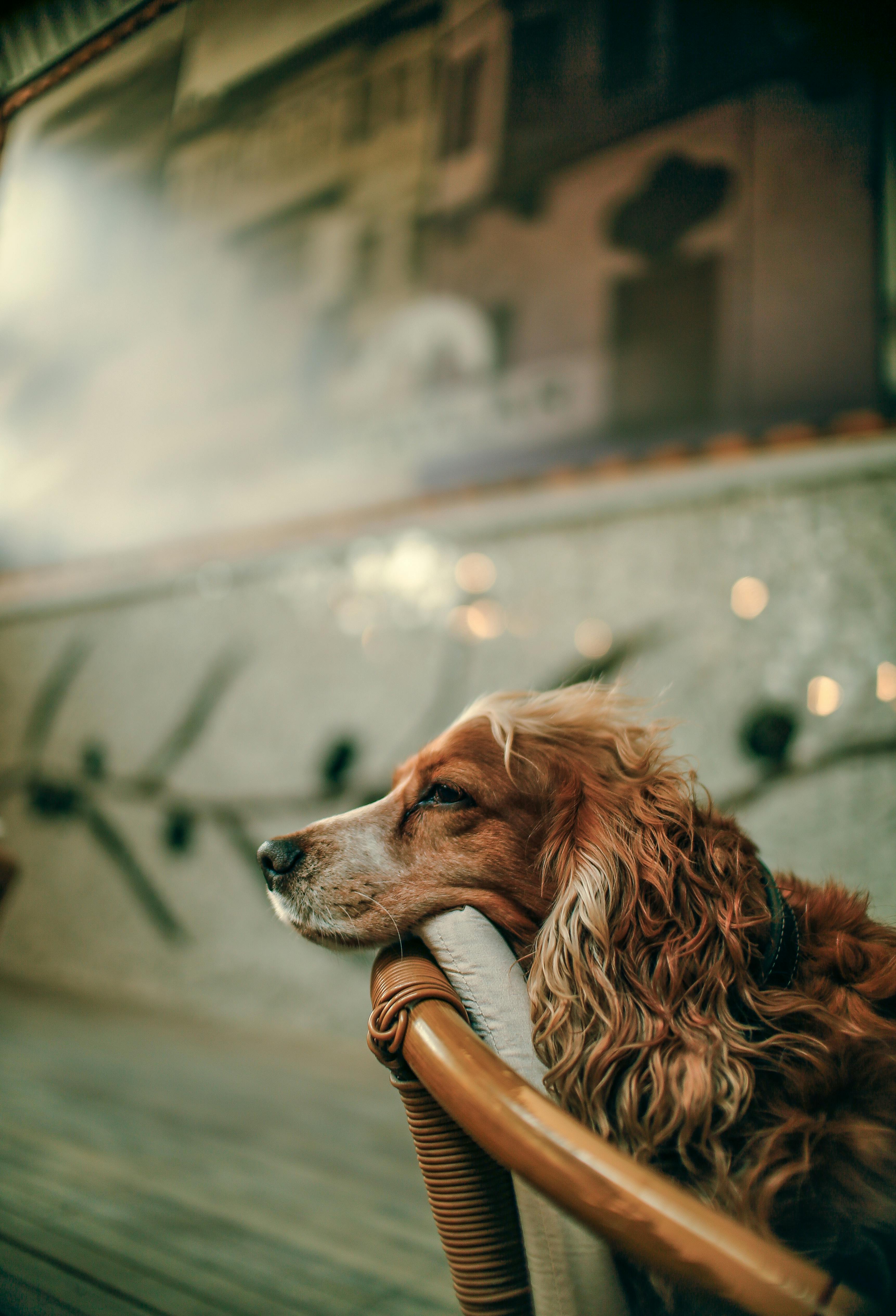 Hình nền Nền Chó Shiba Inu Ngáp Trên Cỏ Nền, Một Con Chó đang Thư Giãn Trên  Bãi Cỏ Trong Khi Ngáp, ảnh Chụp ảnh Hd, Chú Chó Background Vector để tải