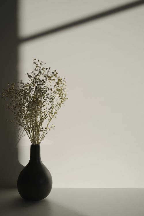 Free A simple, minimalist arrangement of gypsophila flowers casting shadows on a wall. Stock Photo
