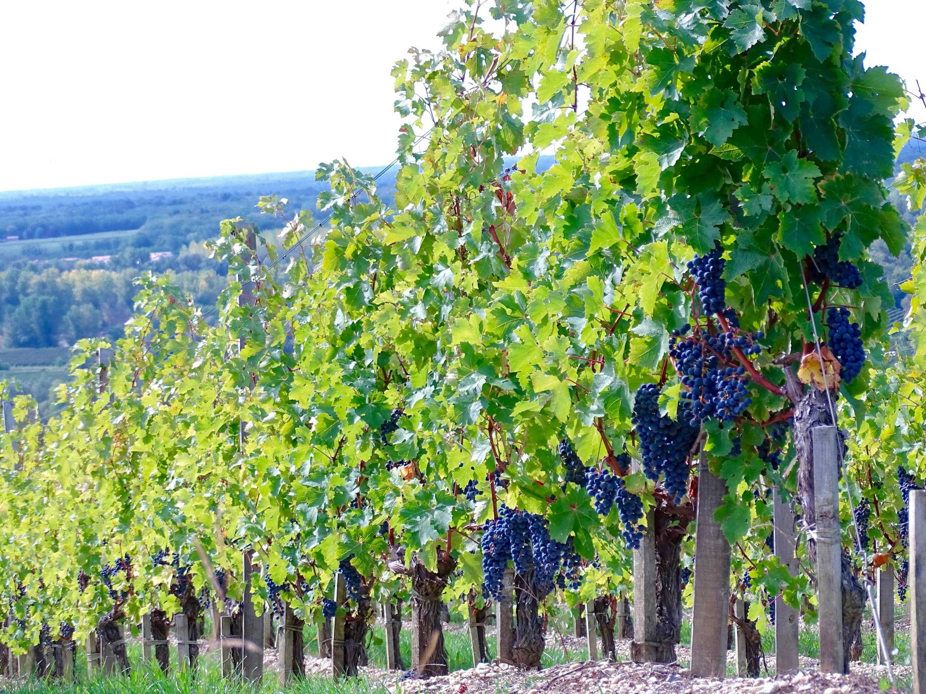 Free stock photo of raisins, vigne