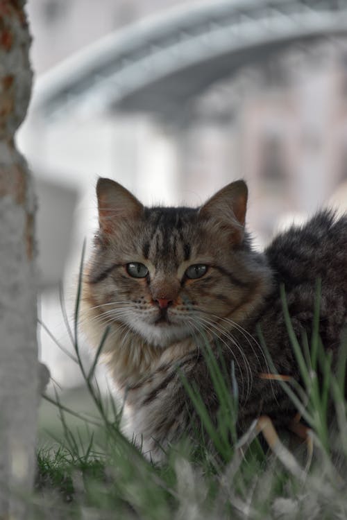 Foto profissional grátis de animal de estimação, bonitinho, doméstico