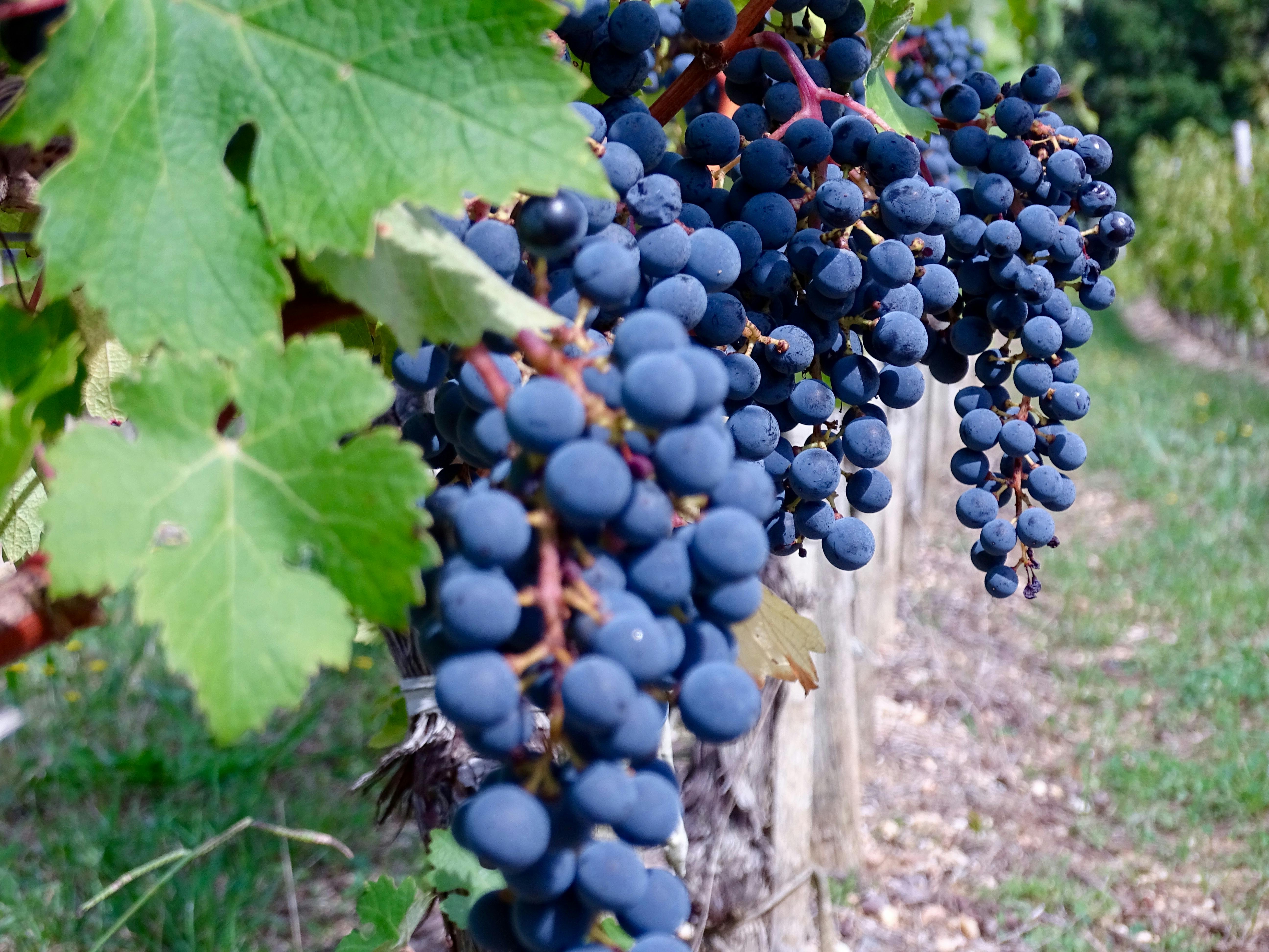 Free stock photo of raisins, vigne