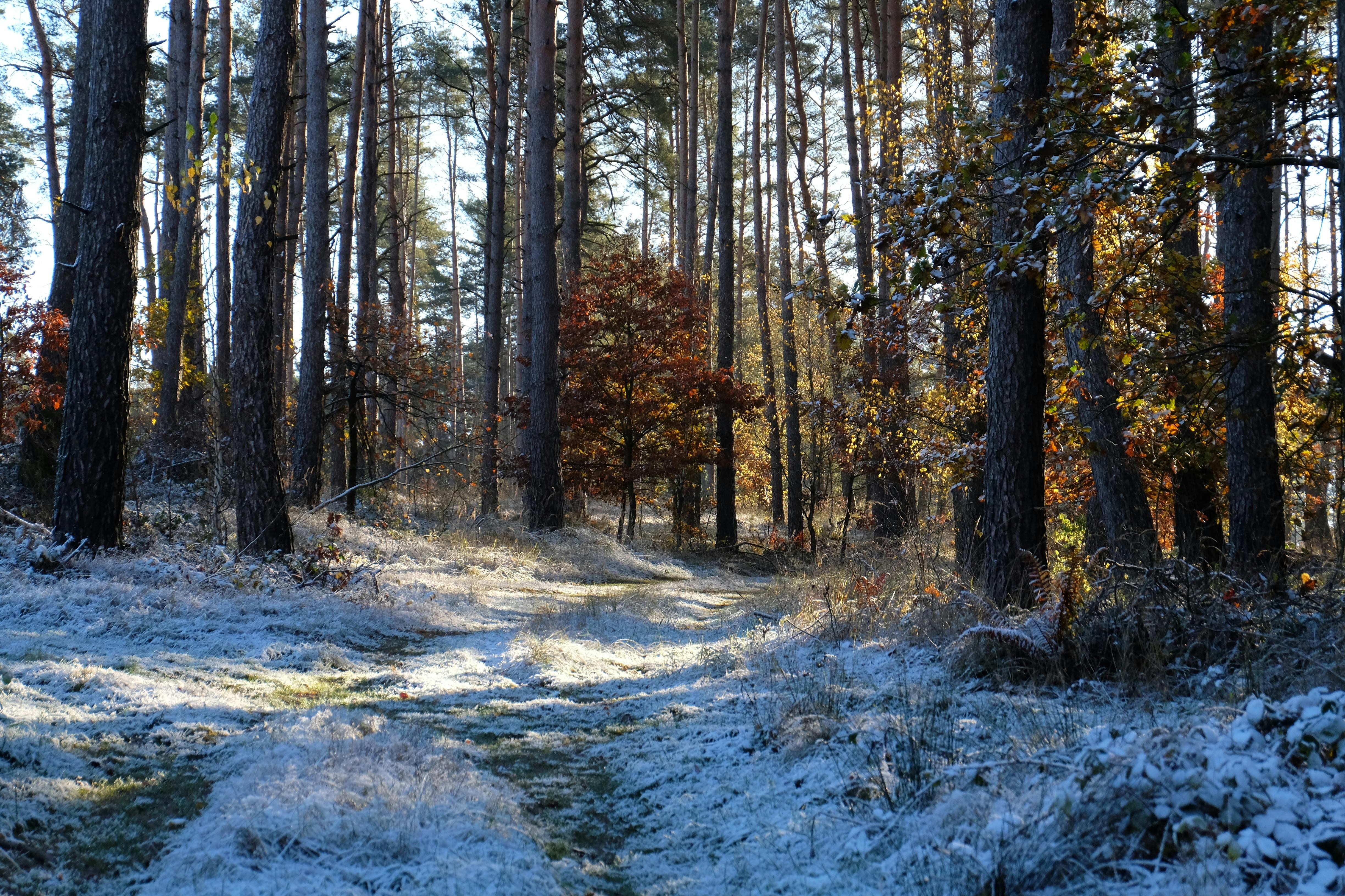 A serene frosty pine forest illuminated by the soft morning light, showcasing nature's beauty.