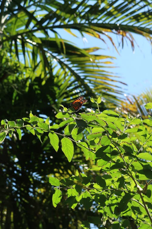 Ingyenes stockfotó pillangó, pompás királylepke témában