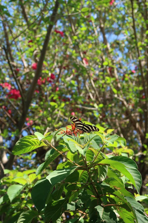 Ingyenes stockfotó pillangó, zebra, zebra pillangó témában