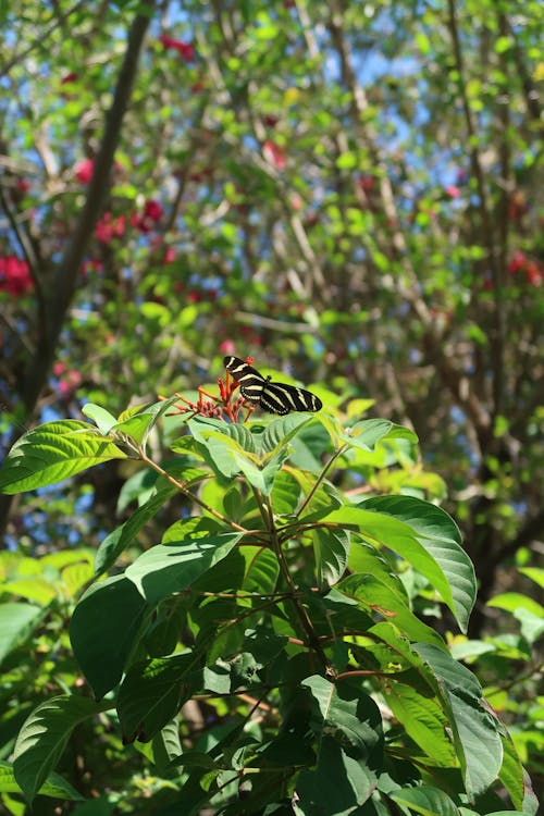 Ingyenes stockfotó pillangó, zebra, zebra pillangó témában