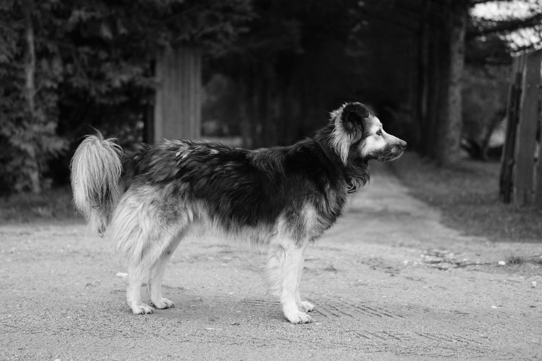 Portrait of a pet at a veterinary clinic