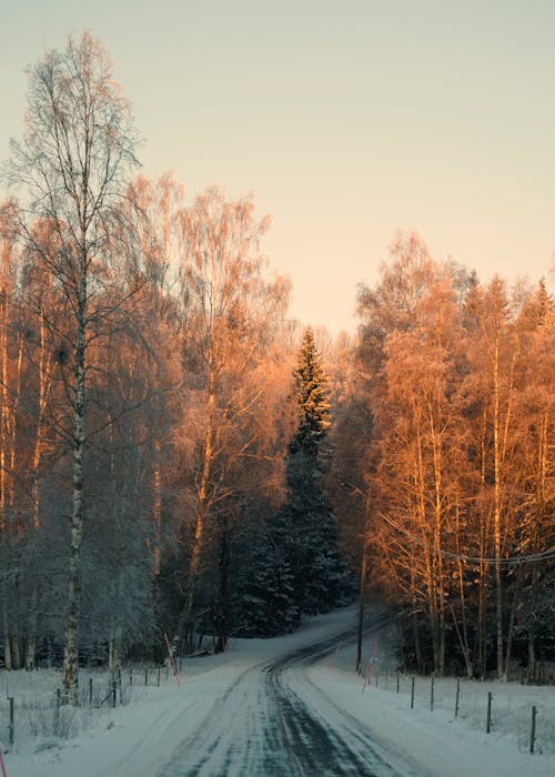 Road in Forest in Winter