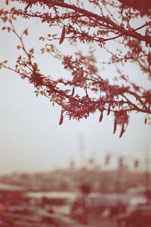 Darmowe zdjęcie z galerii z drzewo, gałęzie, kwiaty