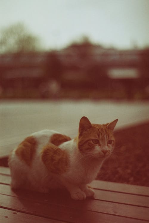 Foto d'estoc gratuïta de banc, establint, fotografia d'animals