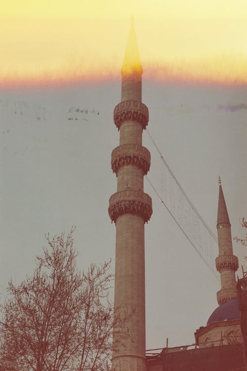 Foto d'estoc gratuïta de arbre, islam, mesquita