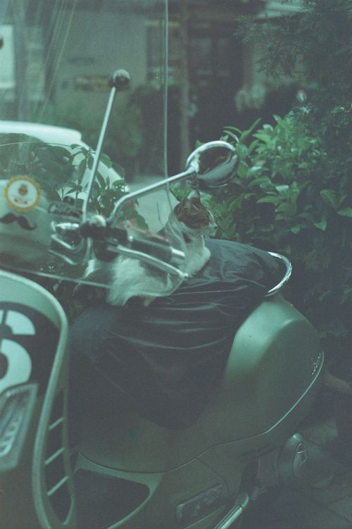 Free A cat relaxes on a vintage motor scooter in an urban İstanbul setting, blending nature and city life. Stock Photo