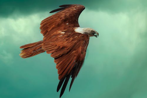 Kostnadsfri bild av eagles, fågelflygning, flygande
