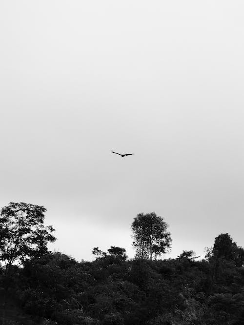 Základová fotografie zdarma na téma černobílý, létání, příroda