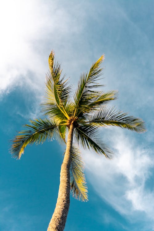 Фотография пальмы под низким углом