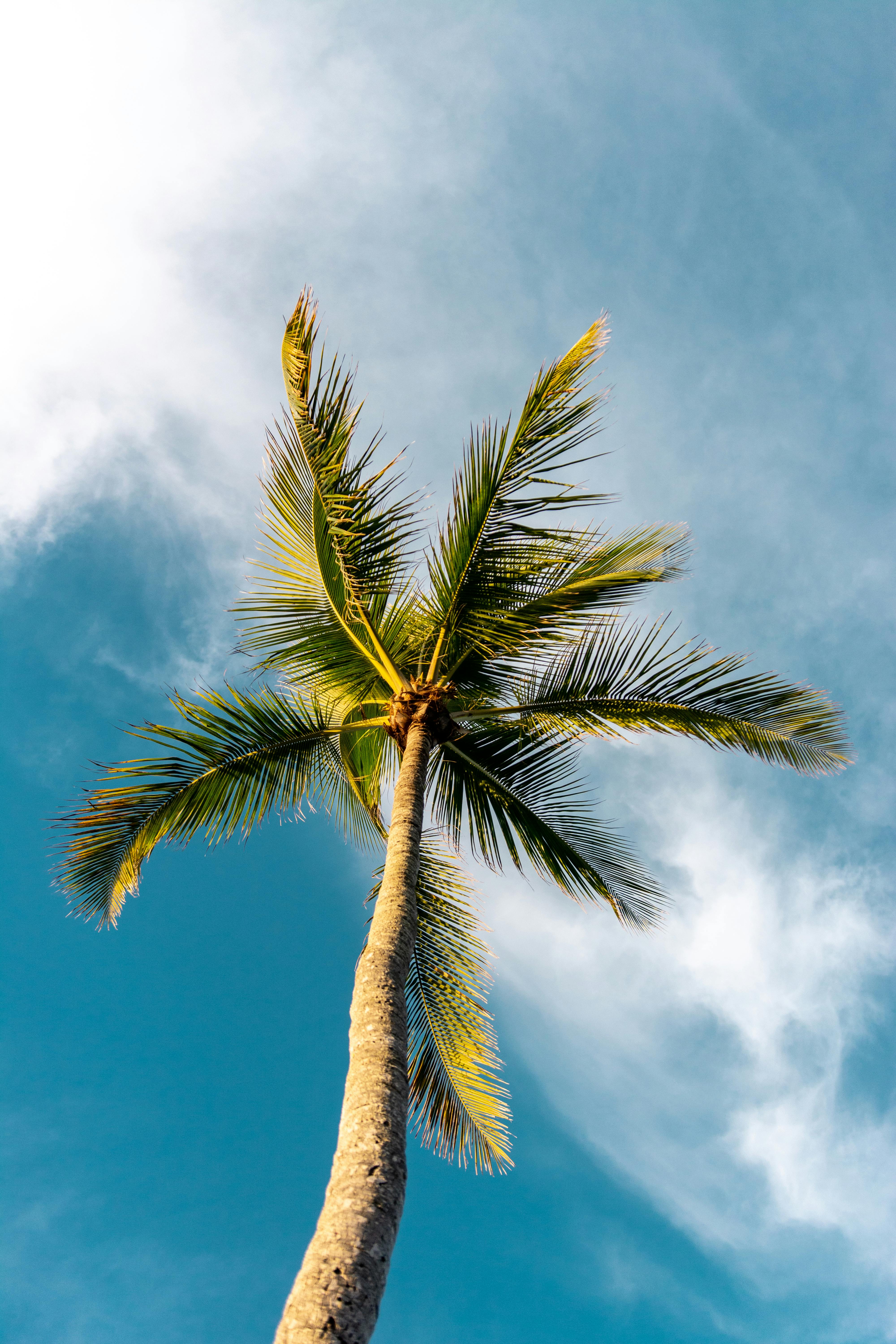 Palm Tree Photos, Download The BEST Free Palm Tree Stock Photos & HD Images
